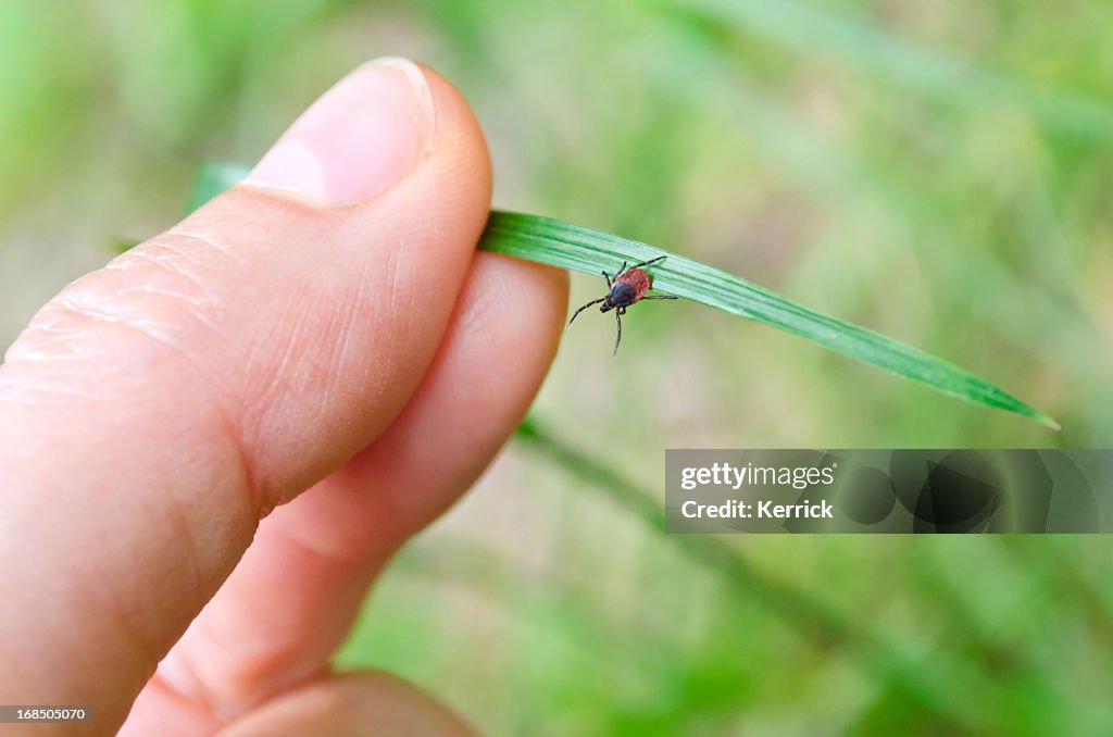 Adult red and black tick on a grass leaf going towards hand