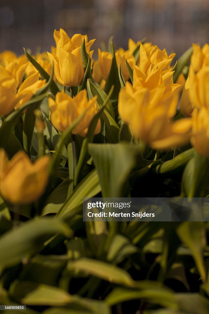 Yellow Tulip flowers