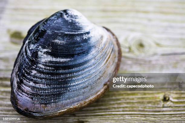 Quagog Shells Quahog Shell Photos et images de collection - Getty Images