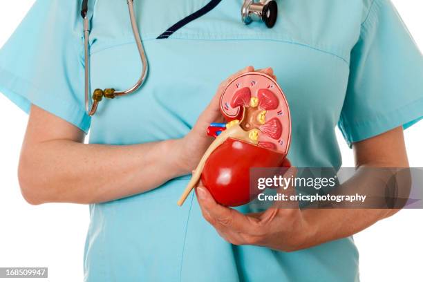 nurse and human kidney - human kidney stock pictures, royalty-free photos & images