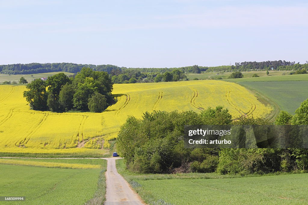 Group of trees with yellow green fields