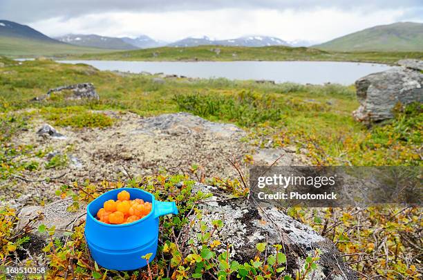 blue mug with cloudberries in arctic landscape - norrbotten province 個照片及圖片檔