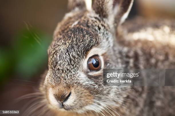 Brown Baby Bunny Photos and Premium High Res Pictures - Getty Images