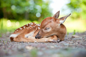 Newborn White-Tailed Deer Fawn Sleeping in Woods Clearing