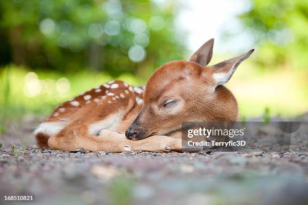 newborn white-tailed deer fawn sleeping in woods clearing - baby animals stock pictures, royalty-free photos & images