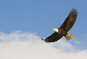 Bald eagle gliding against blue sky and white wispy clouds