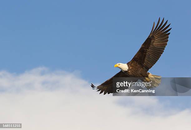 bald eagle gliding against blue sky and white wispy clouds - flyby 個照片及圖片檔