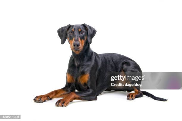 ready to pounce - doberman pinscher stock pictures, royalty-free photos & images