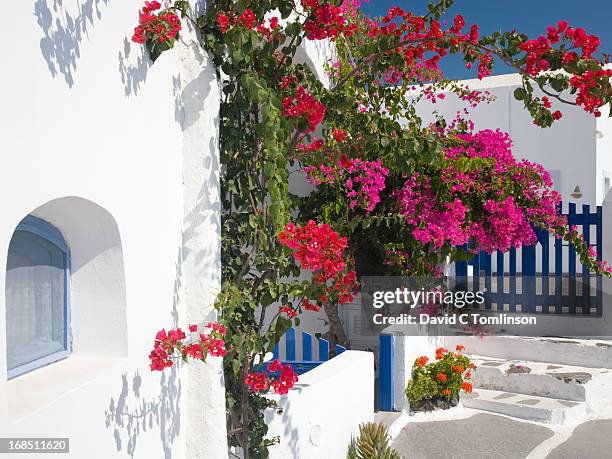 bougainvillea, imerovigli, santorini, greece - greek islands ストックフォトと画像