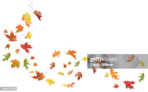 autumn maple and oak leaves blowing in the wind - bent leaf stock pictures, royalty-free photos & images