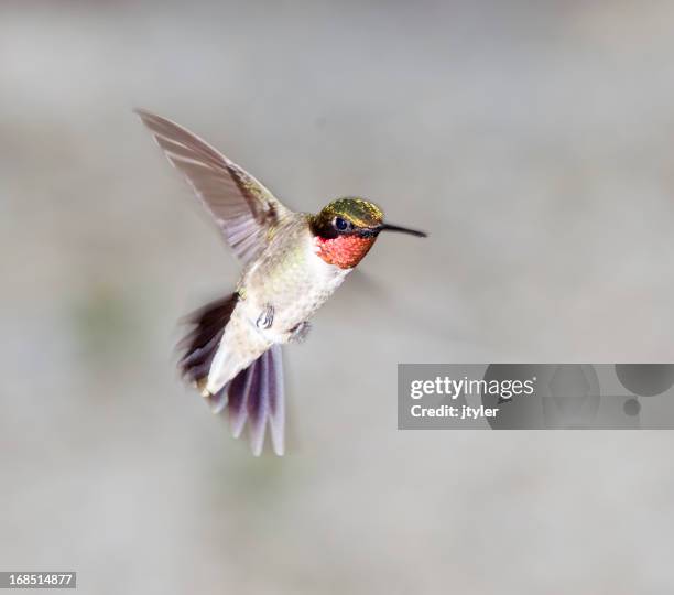 ruby-throated male hummingbird in flight - ruby throated hummingbird stock pictures, royalty-free photos & images