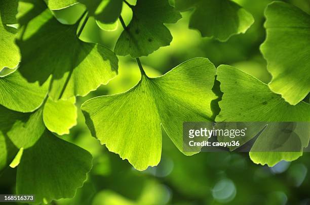 green ginkgo leaf - ginkgo stockfoto's en -beelden