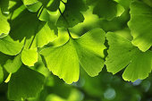 Green ginkgo leaf