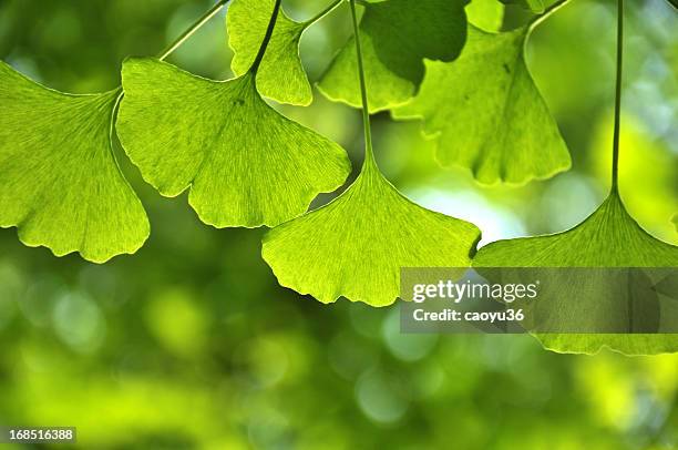 close up of green leaves in sunlight - ginkgo stock pictures, royalty-free photos & images