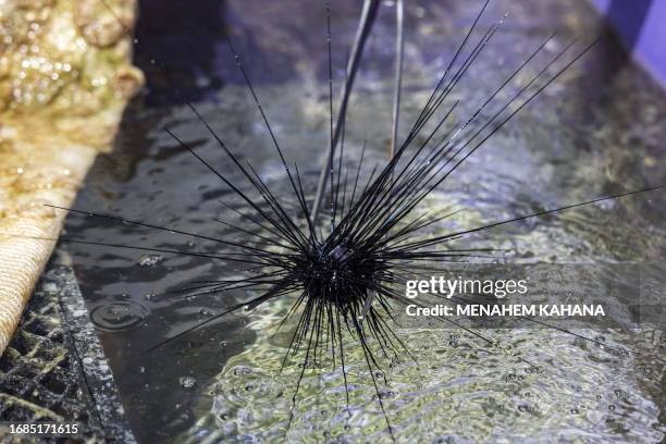 Diadema Setosum sea urchin lies in an aquarium at the Inter-University Institute for Marine Sciences, in Israel's Red Sea resort of Eilat on...