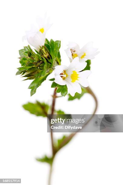 eyebright flower and plant isolated on white - euphrasia officinalis stock pictures, royalty-free photos & images