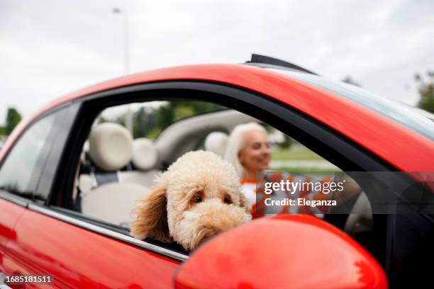mid adult woman and her poodle are in their convertible car traveling together for their vacation. dog riding in car and looking out from car window. happy dog enjoying life. dog adventure - liten bro bildbanksfoton och bilder