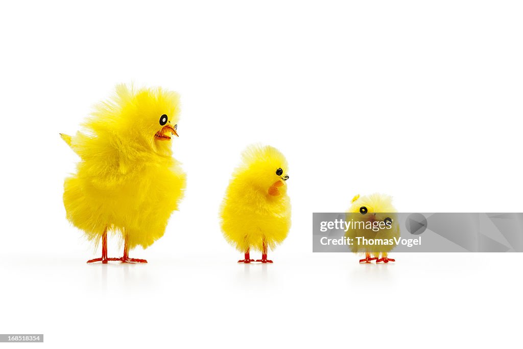 Three Baby Chicken