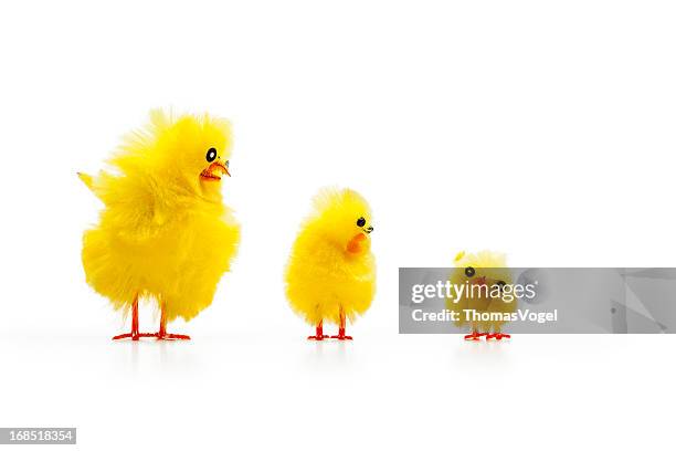 three baby chicken - chicken on white stockfoto's en -beelden