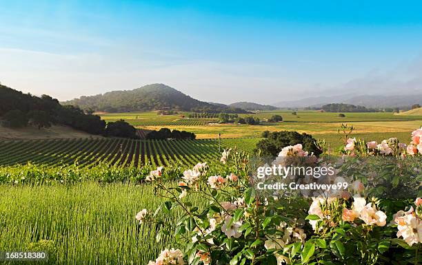 napa valley landscape in spring - california vineyard stock pictures, royalty-free photos & images