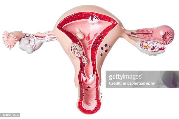 gebärmutter und ovaries auf weißem hintergrund - ovary stock-fotos und bilder
