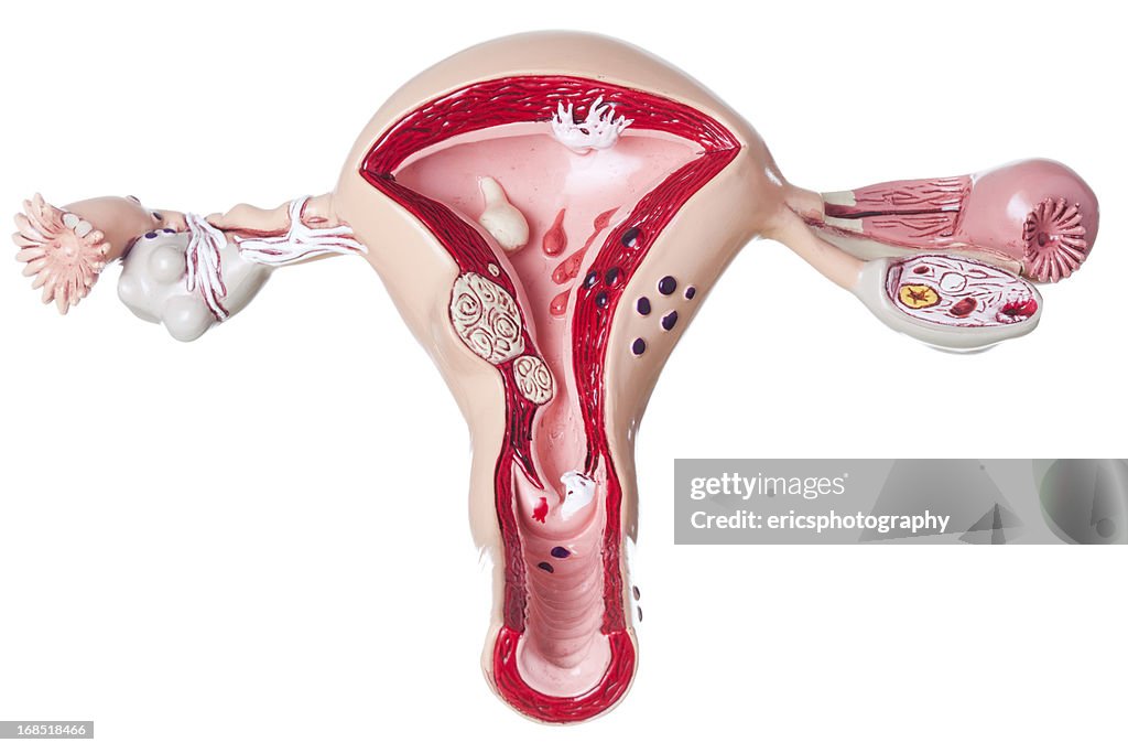 Uterus and ovaries on white background