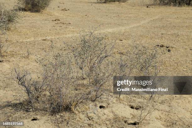 arid landscape with a ziziphus lotus plant and an indian silverbill bird (euodice malabarica) on top. on the ground a series of hole nests of the desert indian jird - malabarica stock pictures, royalty-free photos & images