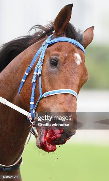 cavalo nariz com sangue - corrida de cavalos evento equestre - fotografias e filmes do acervo