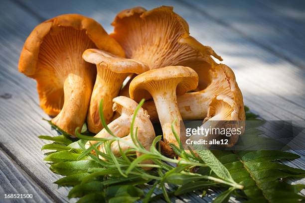chanterelles - cantharellus cibarius stock pictures, royalty-free photos & images