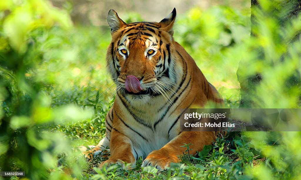 Lets meet with the mighty - ROYAL BENGAL TIGER