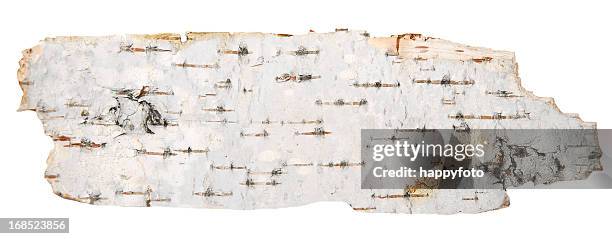 the bark of a birch tree on a white background - björk bildbanksfoton och bilder