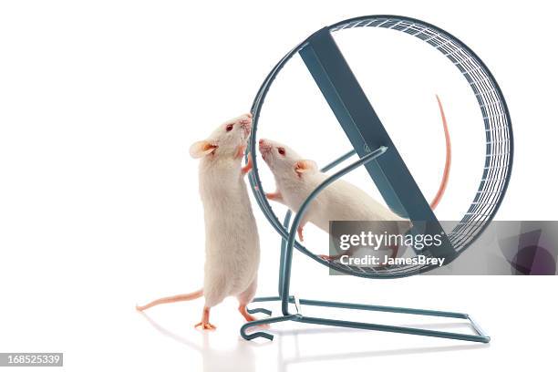 secret meeting at the mouse wheel - computermuis stockfoto's en -beelden