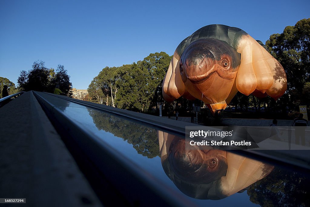 'Skywhale' Launches In Canberra