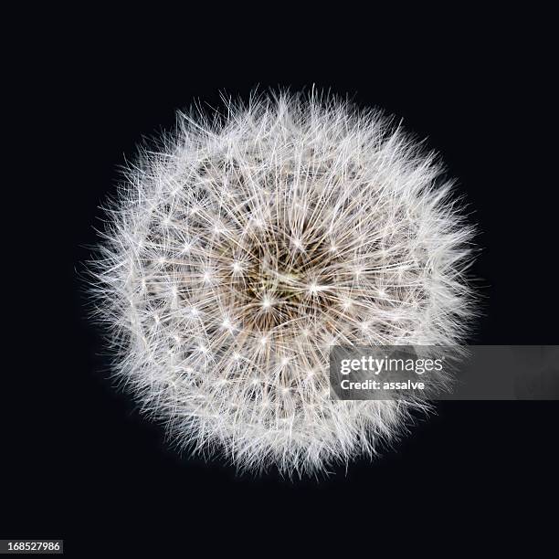 white dandelion isolated on black background - paardebloemzaad stockfoto's en -beelden