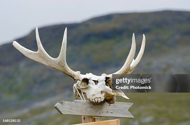 empty sign post with moose skull and antlers - deer skull bildbanksfoton och bilder