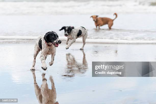 day at the beach - three animals stock pictures, royalty-free photos & images