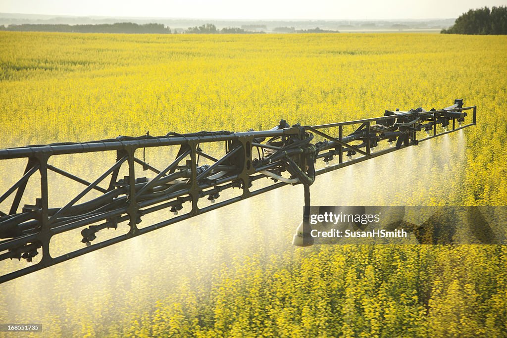 Crop Spraying in Canola Field
