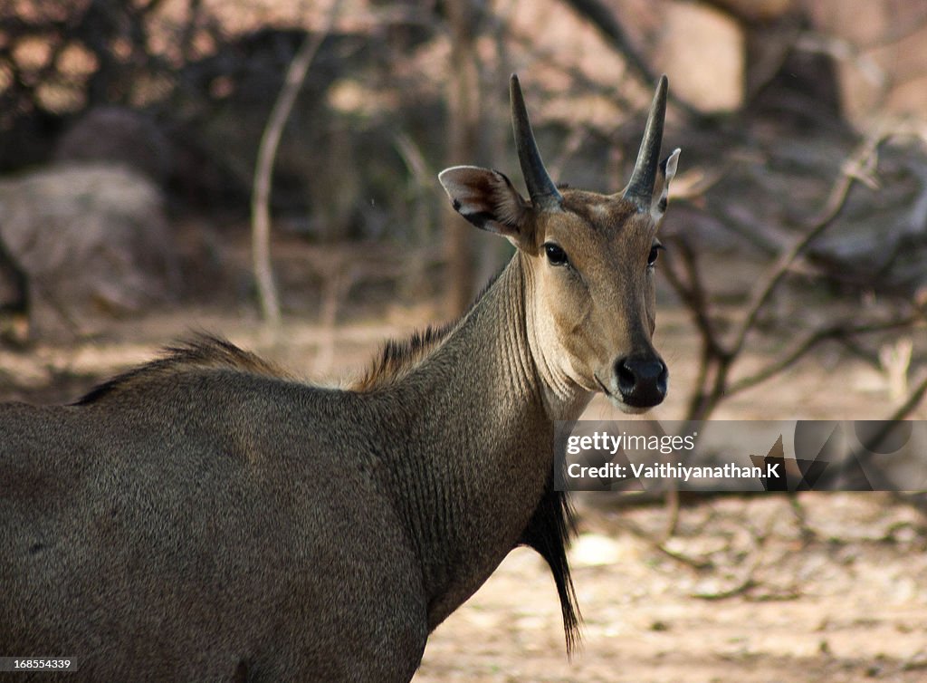 Sambar Deer