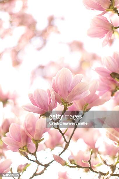 magnolia bloom - magnolia flower stock-fotos und bilder