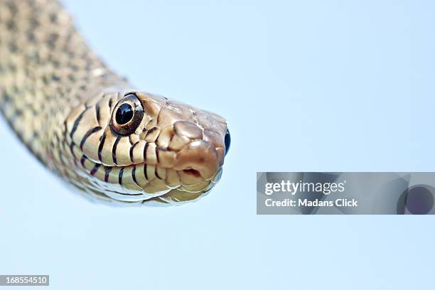 peek a boo_rat snake - serpent head stock pictures, royalty-free photos & images