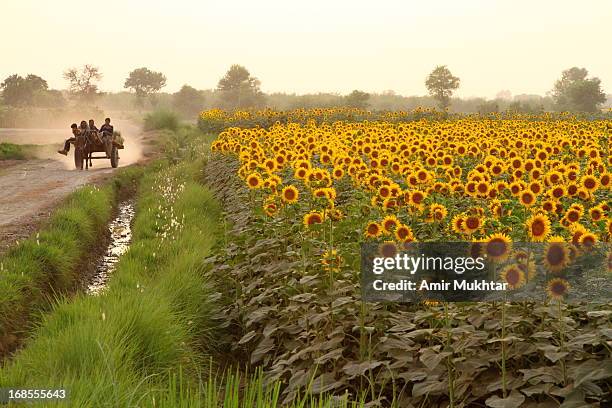 sunflowers - punjab stock-fotos und bilder