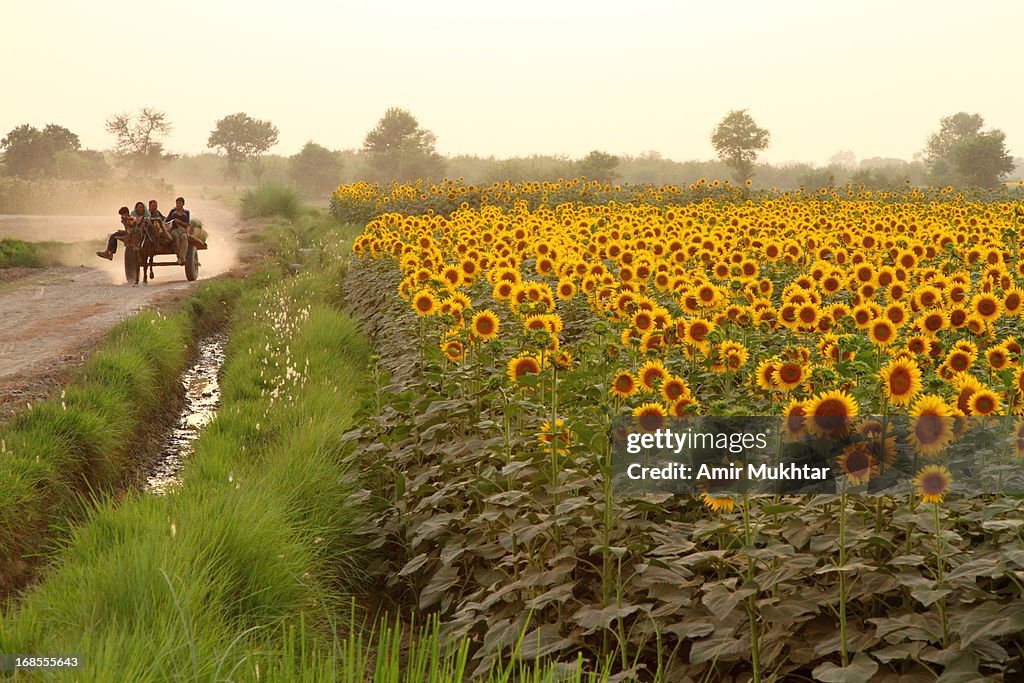 Sunflowers