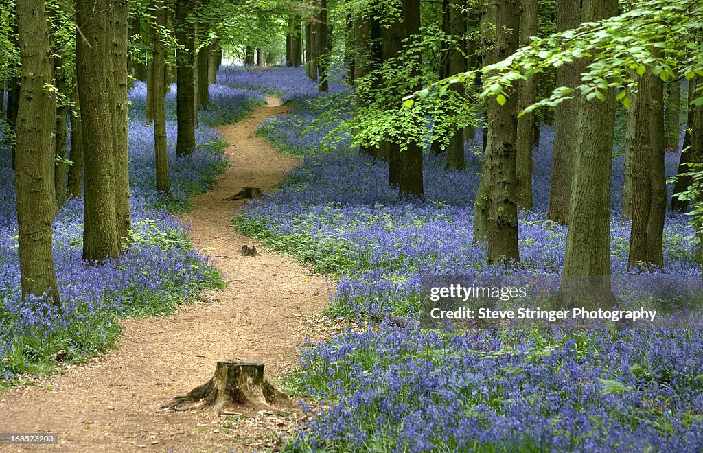 Woodland Path Through Bluebells