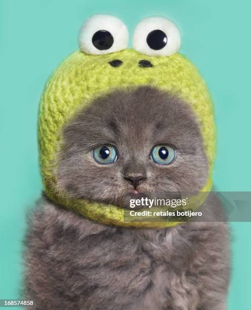 funny kitten - cat with blue eyes stock pictures, royalty-free photos & images