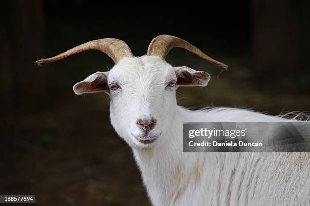 cashmere goat portrait - geit stockfoto's en -beelden