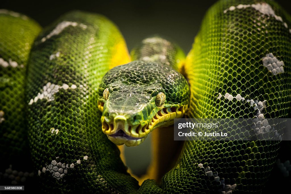 Emerald Tree Boa