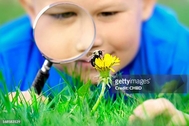 little boy with magnifying glass and bee - child dandelion stockfoto's en -beelden