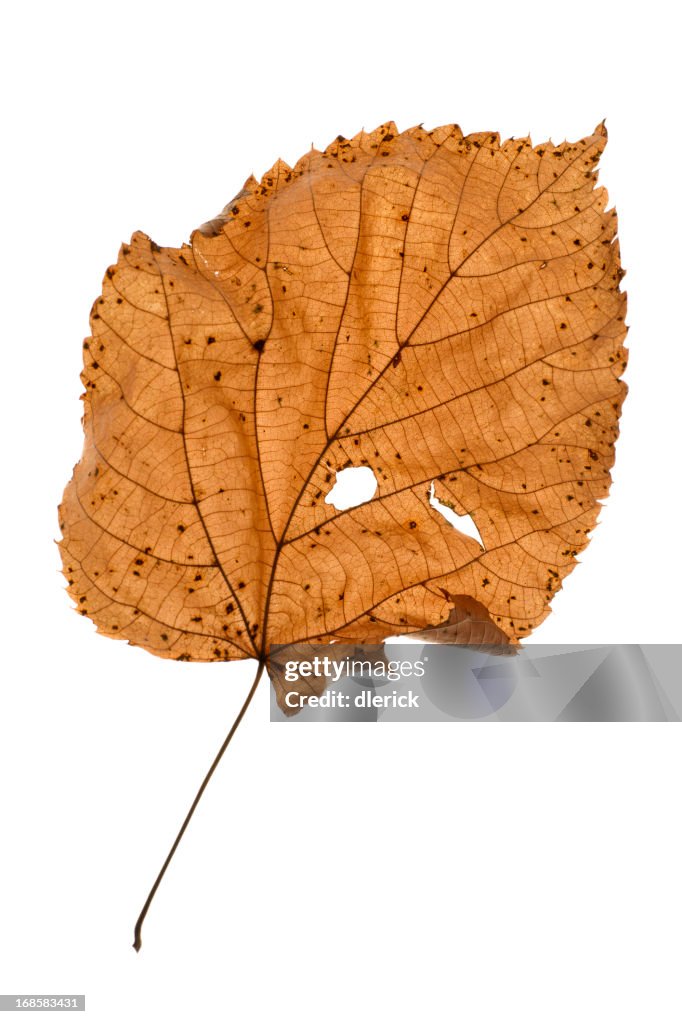 Dry Cottonwood Tree Leaf