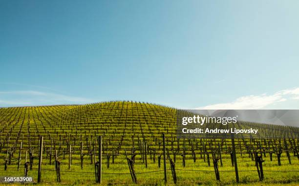 empty vineyard in sanoma valley - sonoma valley stock pictures, royalty-free photos & images