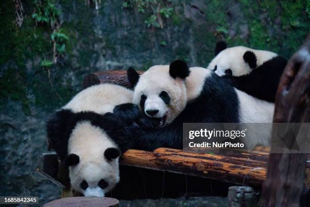 Giant pandas ''Yu Ke'' and ''Yu Ai'' play with their mother ''Er Shun'' at Chongqing Zoo in Chongqing, China, September 23, 2023.
